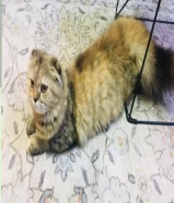 فرصة شراء لاتعوض سكوتش حامل ب 4 كيتن