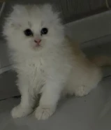 للبيع كيتن سكوتش فولد