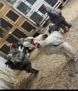 للبيع دجاج براهمه