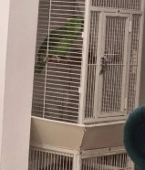 كاسكو للبيع