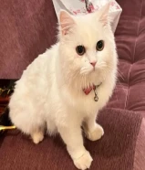 Persian kitten for adoption (قطة فارسية للتبني)