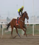 حصان انجليزي شرط السلم مواليد 2020 وهادي يصلح حق الكبير والصغير وحتي مرثون يصلح