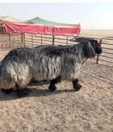 للبيع فحل عرب