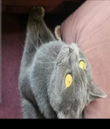 قطة بريتيش شورت هير للتبني