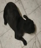 للبيع جلب عمره2ونص الدفتر ضايع ماتعض وتحب تلعب ويا الصغار أدخل خاص وحط سعرك ()