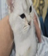 قطه 3 اشهر معاها دفتر التطعيم انتاج منزلي مع ليتر بوكس 40دينار ومو للتبني برتش شورت هير بيور