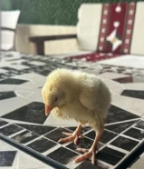 4 كتاكيت اللون اصفر ببلاش بس نبي احد يربيهم من غير فلوس