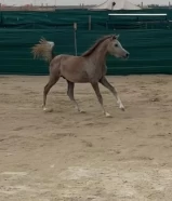 للبيع او للبدل الخيل العربية الاصيلة مهر اشقر عمره سنتين بيور