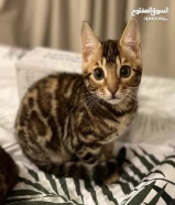 قطة بينغال: Beautiful Pure Female Bengal Kitten