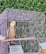 للبيع كوكتيل (كروان) ربوه وهدد داخلي ويلعب ويرقص يغني وشرط الصحه والريش ...................