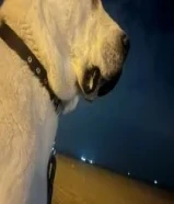 تم البيع الله يبارك للشراي