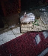 للبيع ارنب حجم وسط