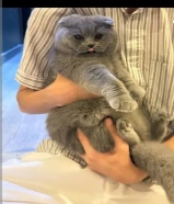 قطو سكوتش فولد جميل للبيع