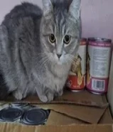 short haired 1 year old