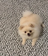 Pomeranian Female - بومرينيان انثى 5 months
