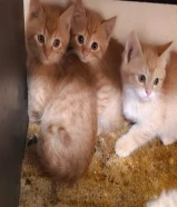 قطط برتش صغار للبيع و الكبار تبني ذكر و نثيه عمر سنتين