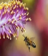 عسل جبلي صافي