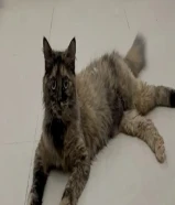 قطط للبيع — cats for sale