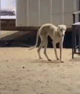 للبيع جراوي سلق