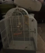 موقع صباح الاحمد