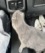 قطوه تبني سكوتش فولد50449793