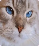 تزاوج قطط،ذكر طالب تزاوج،التزاوج في منزل لانثى لان عندي اطفال،القط ليس للبيع66038211