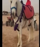 إيجار خيل بوني جميع مناطق الكويت