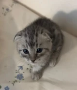 سكوتش للبيع