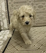 Poodle 2 months