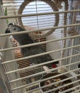 للبيع كاسكو ربوه يتكلم ويلعب