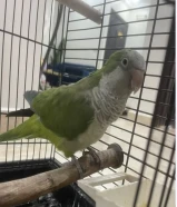 ببغاء كويكر