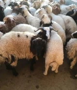 قصاب الكويت/ زبايح للبيع مع التوصيل جميع مناطق الكويت