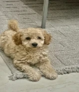 جرو بودل عمر شهرين