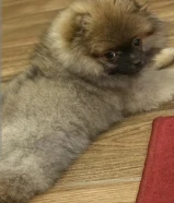 بومرينيان توي نثية للبيع 350