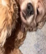 كلب كوكر سبانيل مطعم كل التطعيمات