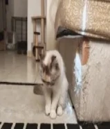 للتبني قطة نثية بريتش