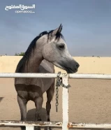 يوجد مربط خيل للايجار