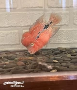 super red classic kmfa flowerhorn male fish