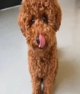 Poodle puppies available