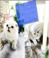 قطط سكوتش فولد بيور