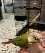 طير كنيور ربوه