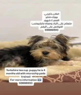 يورك شاير 5 اشهر