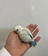 فروخ لوفبيرد/روز وكروان عس والتوصيل مجاني