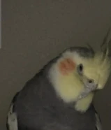 طائر كروان رمادي