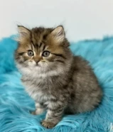 كيتن برتش لونغ هير