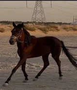 للبيع فلو انقليزي