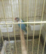 عصافير البيع