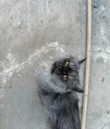 قطوه للتبني انقاذ