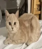 قطط انقاذ للتبني بصحة ممتازة