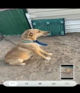 للبيع كلب يصلح للحلال مكس كلب التركي كنغال وكلب شوارع